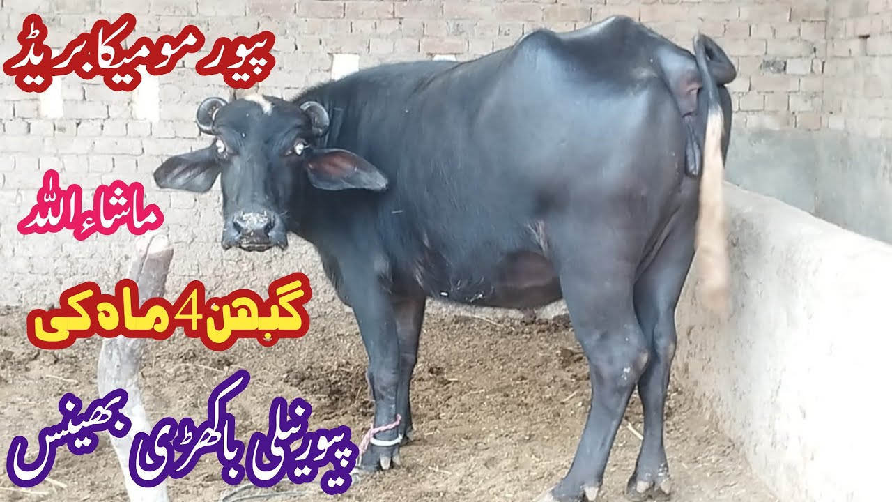 پیورنیلی کی باکھڑی گھبن جھوٹی برائے فروخت#NiliRave Buffalosforsale in punjab YouTubesale 03065110914