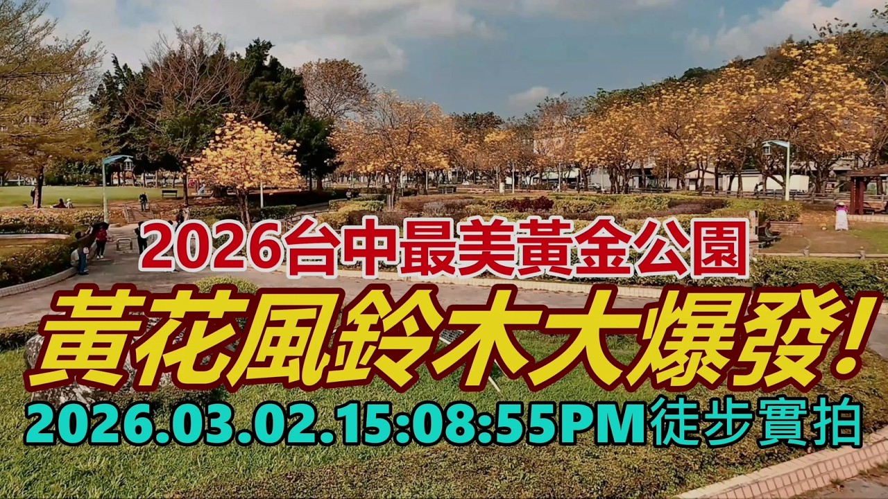 2026台中最美黃金公園-廍子公園黃花風鈴木大爆發! 2026.03.02.15:08:55PM徒步實拍4k