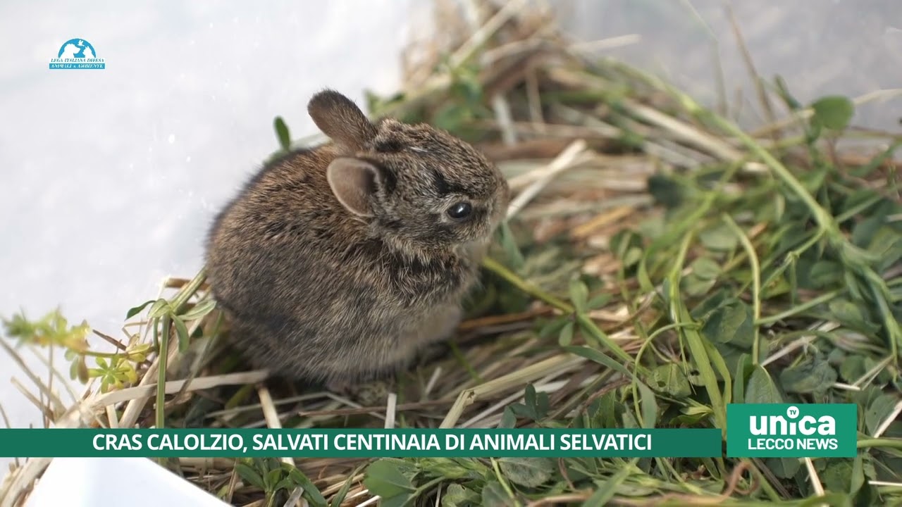 CRAS Calolzio, salvati centinaia di animali selvatici