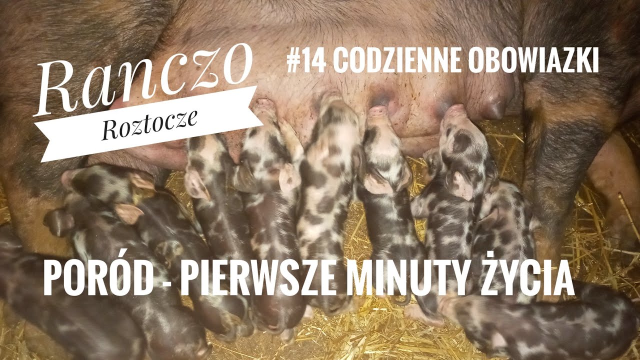 #14Codzienneobowiązki2020#Trzodachlewna#Poród