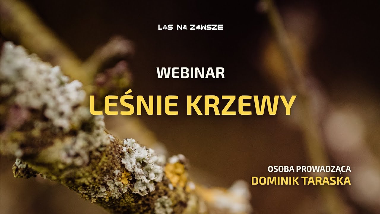 LEŚNE KRZEWY – Webinar Fundacji Las Na Zawsze 🌿