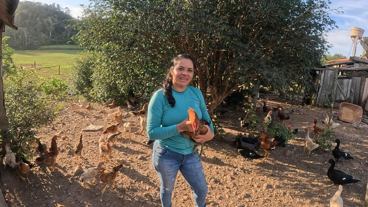 ROTINA NA ROÇA TRATAMOS DAS GALINHAS E ORGANIZAMOS OS FILHOTES