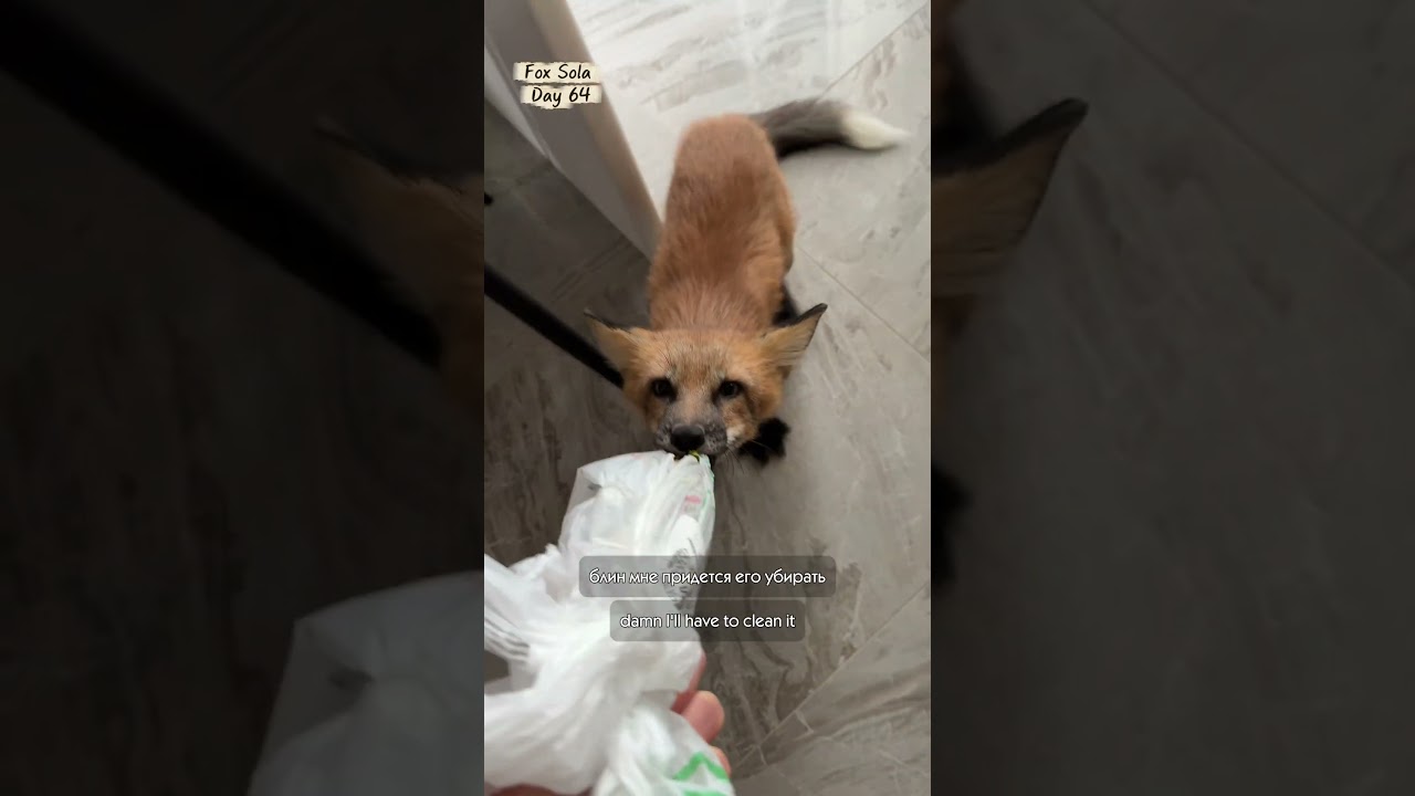 Наши очередные утренние разборки за главное сокровище в доме 🤷🦊 #лиса #fox #foxsola #redfox #myfox
