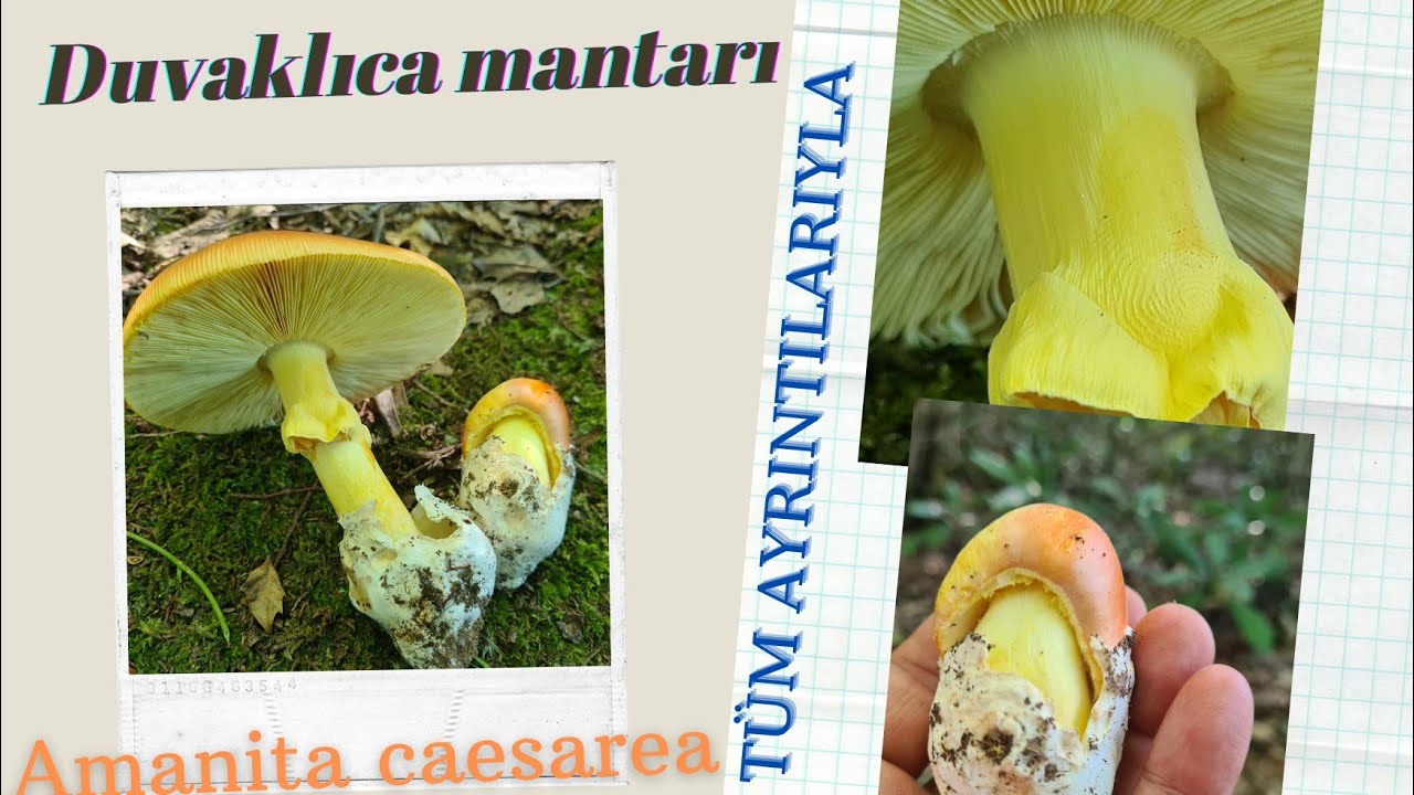 İMPARATOR-SEZAR-DUVAKLICA MANTARI (Amanita caesarea) [Tanıtım 22/2021]