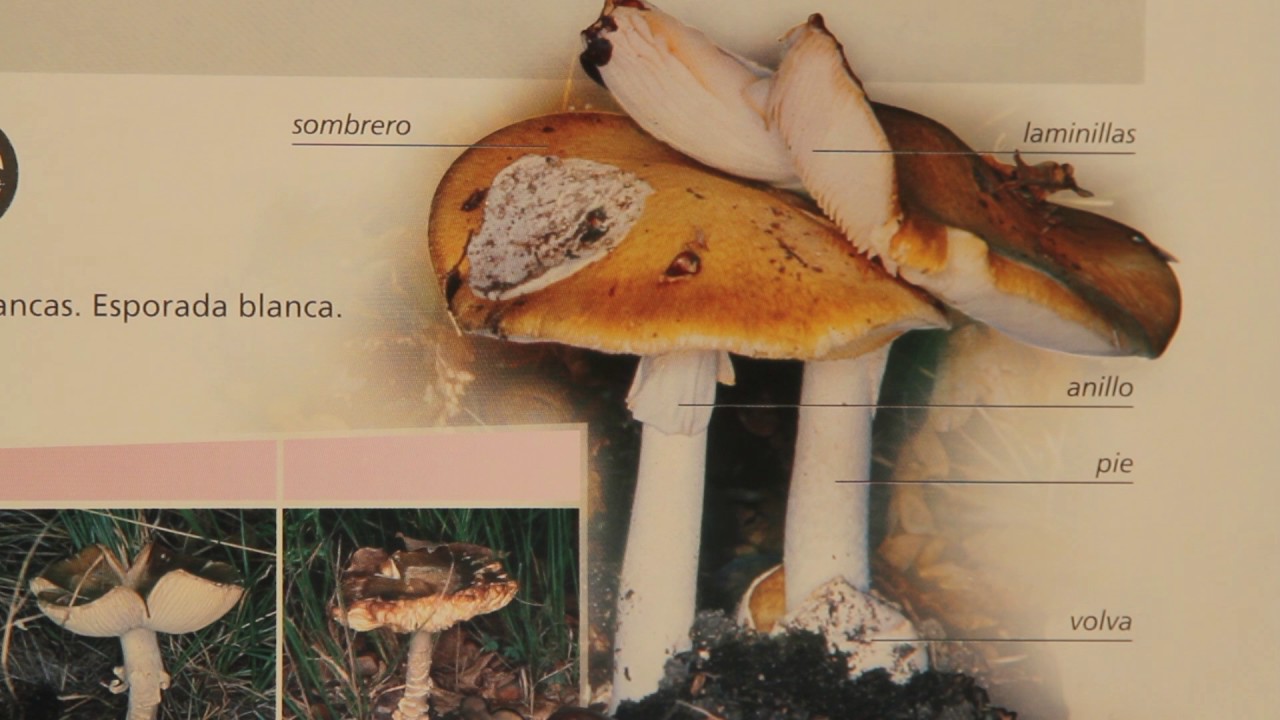 HONGOS SILVESTRES EN CÓRDOBA