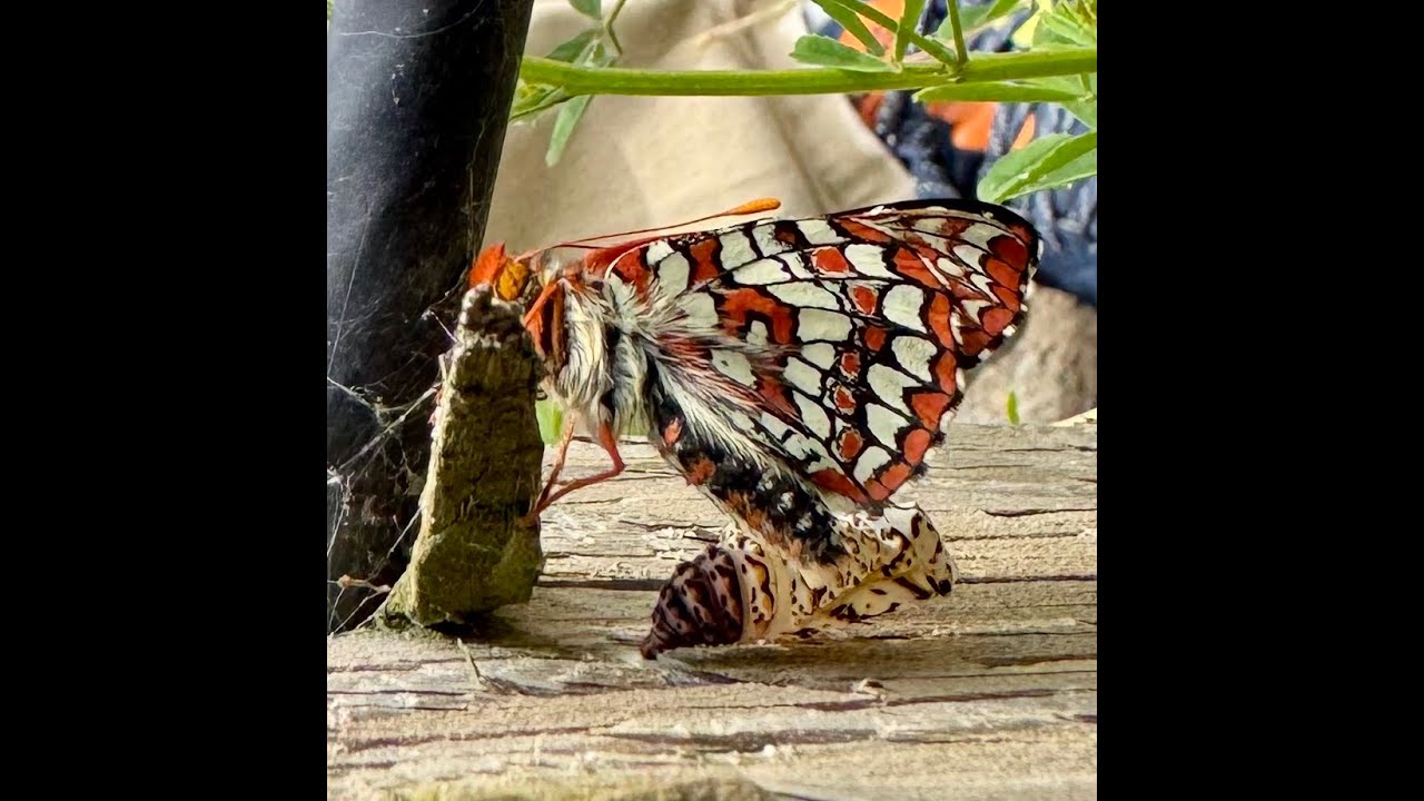 Bay Checkerspot butterfly 2