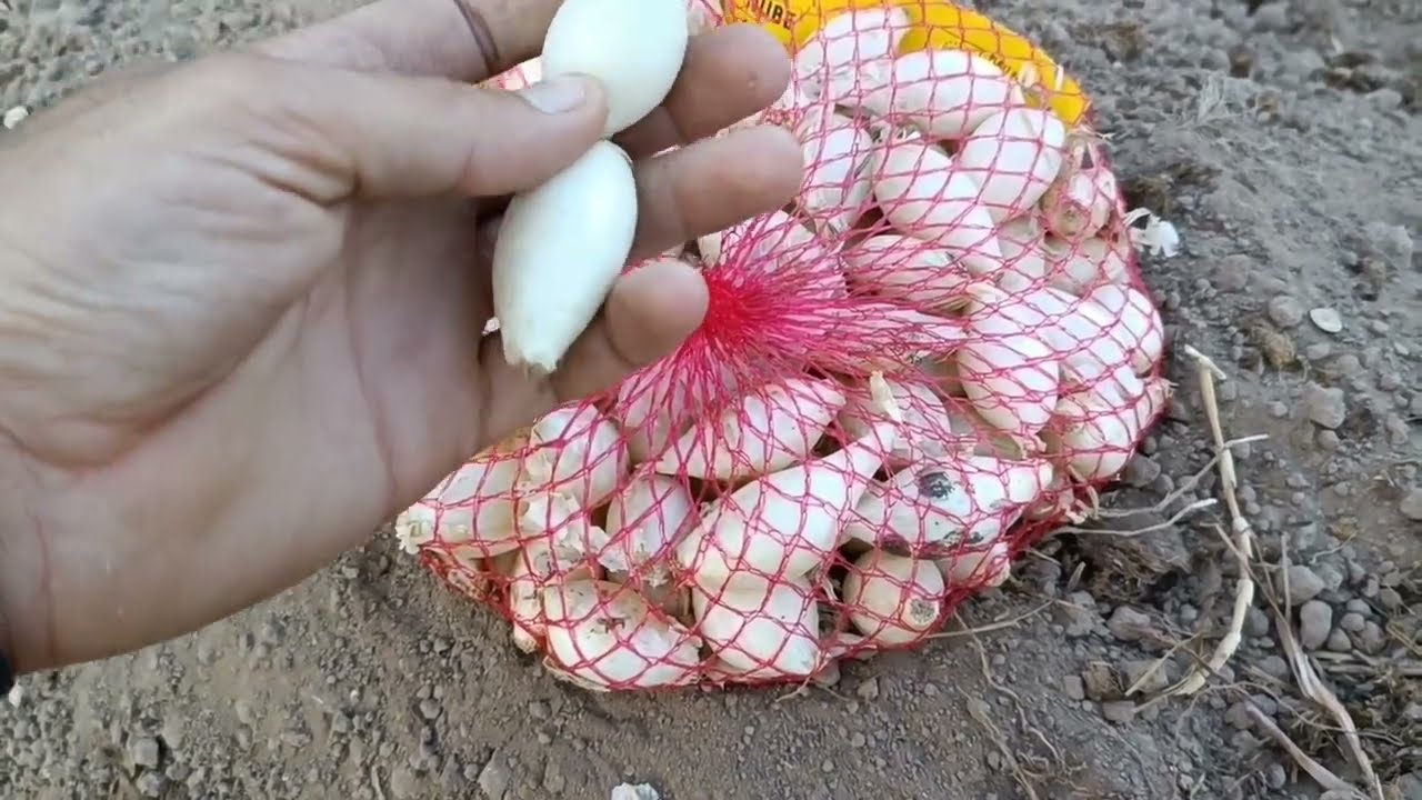 3 consejos para plantar cebolla en bulbo 🧅