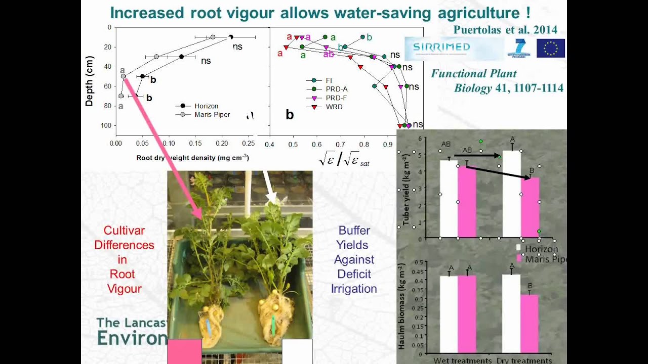 Root system distribution and root-to-shoot signalling