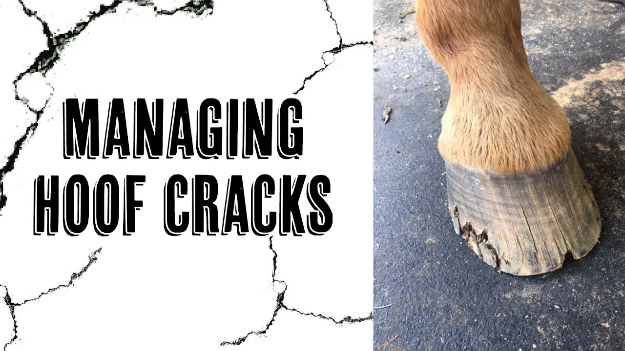 Managing Hoof Cracks: Causes, Prevention, and Treatment for Horses