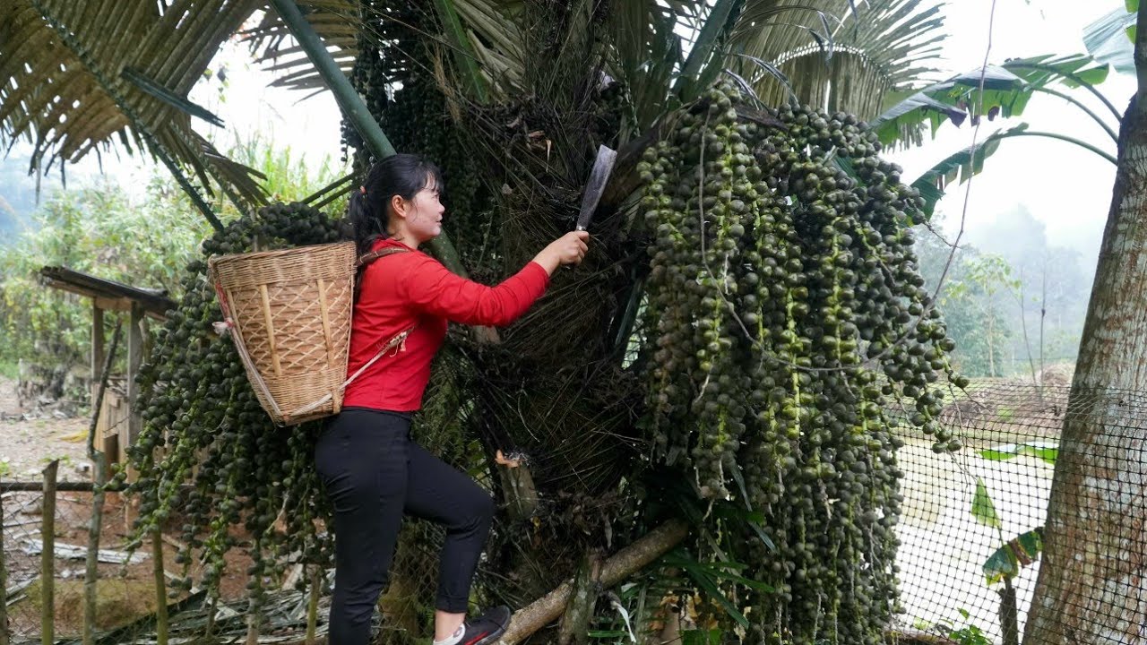 Harvesting fruit - taking it to the market to sell, gardening.