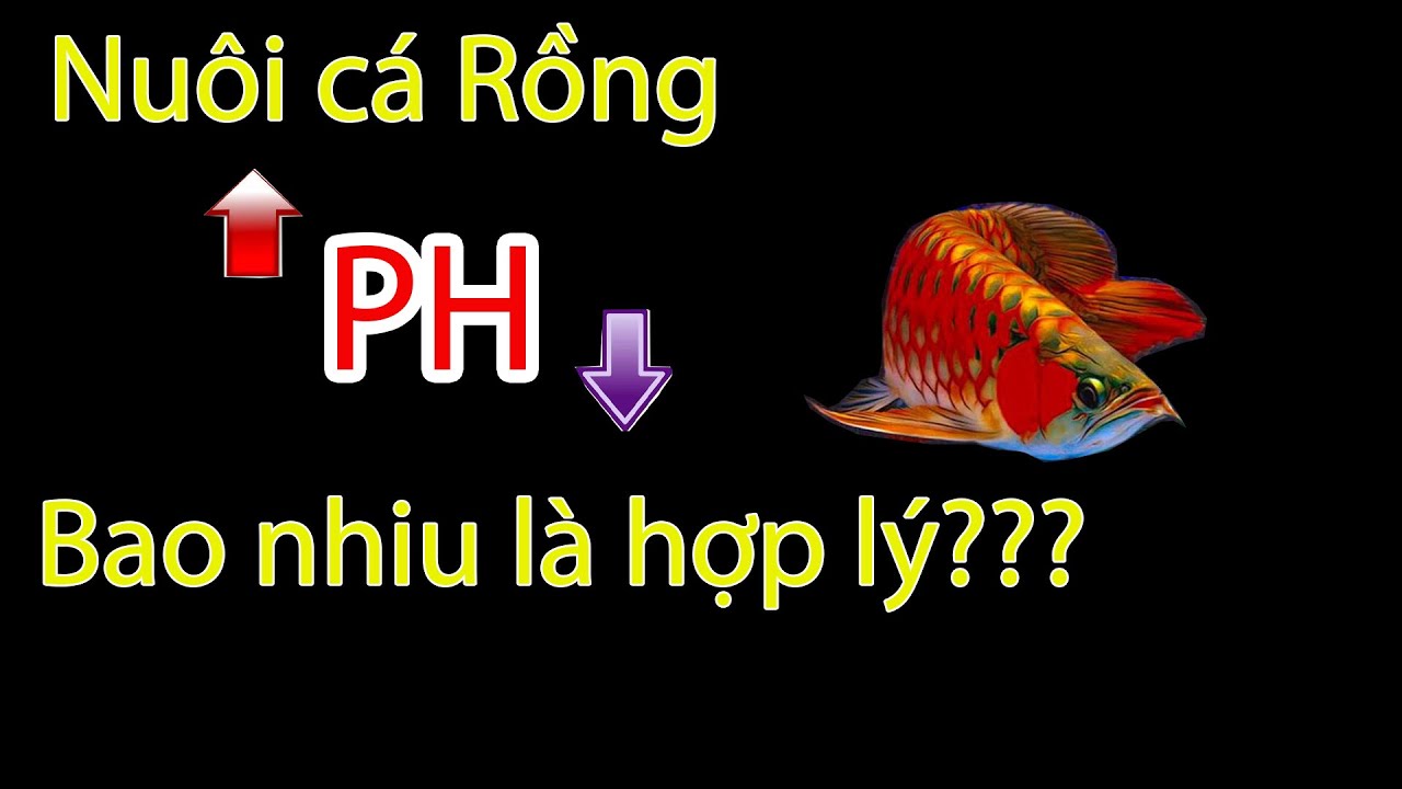 Tăng giảm PH ở hồ cá có nên hay ko? Những lưu ý khi xử lý PH trong hồ
