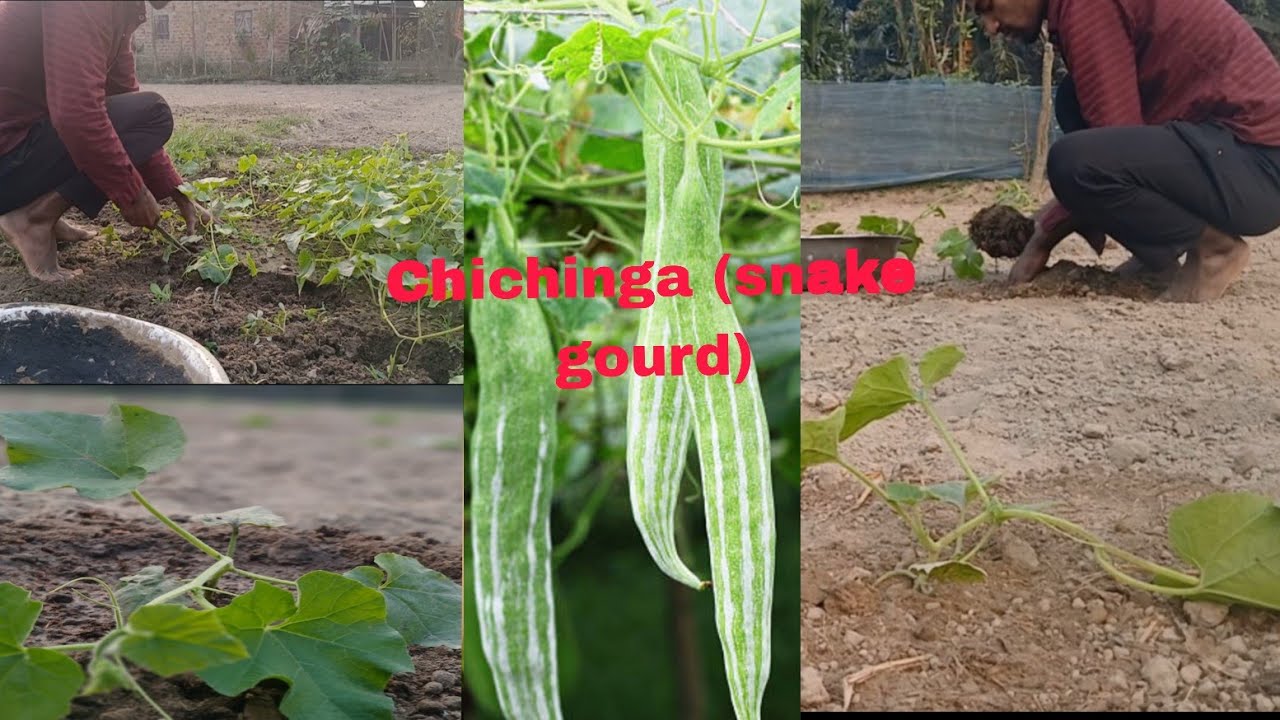 চিচিংগা গাছ লাগানোর পদ্ধতি #farming #agriculture 