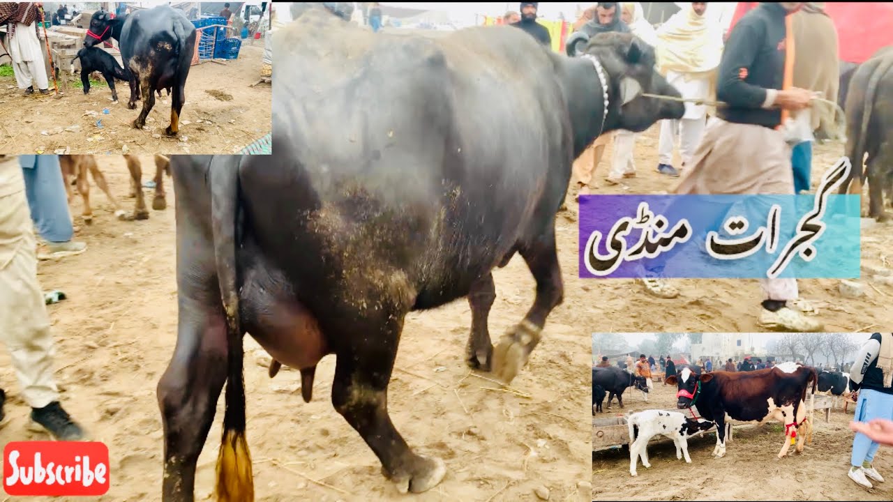 گجرات مال منڈی غازی چک بہت سستا مال آگیا تعزیہ اور کھنگیریا شام کے وقت 🐮🐮