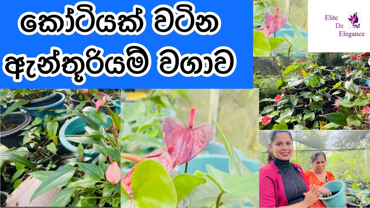 Anthurium | Business Ideas | ඇන්තූරියම් මිළට ගන්න, ව්‍යාපාරයක් විදියට පටන් ගන්න ඔයා වෙනුවෙන්