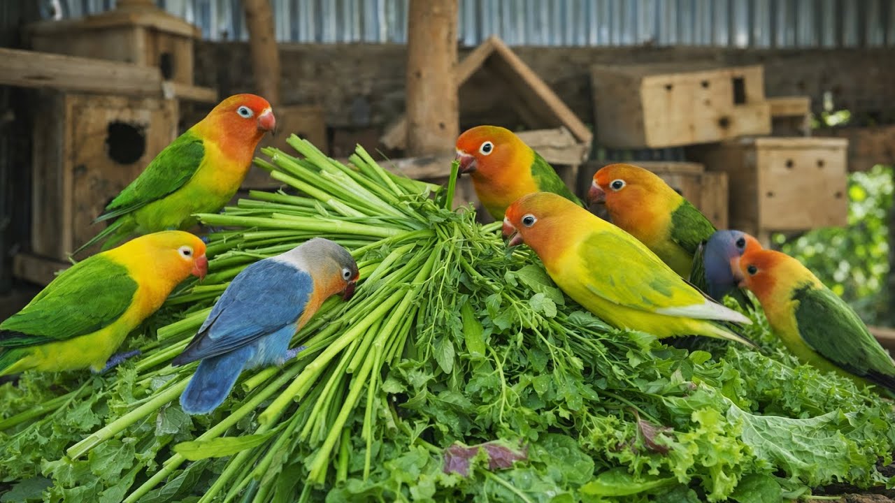 Lovebird Colorful 💚❤️#lovebirds #sunconure #parrotlover #birds #cutelovebird