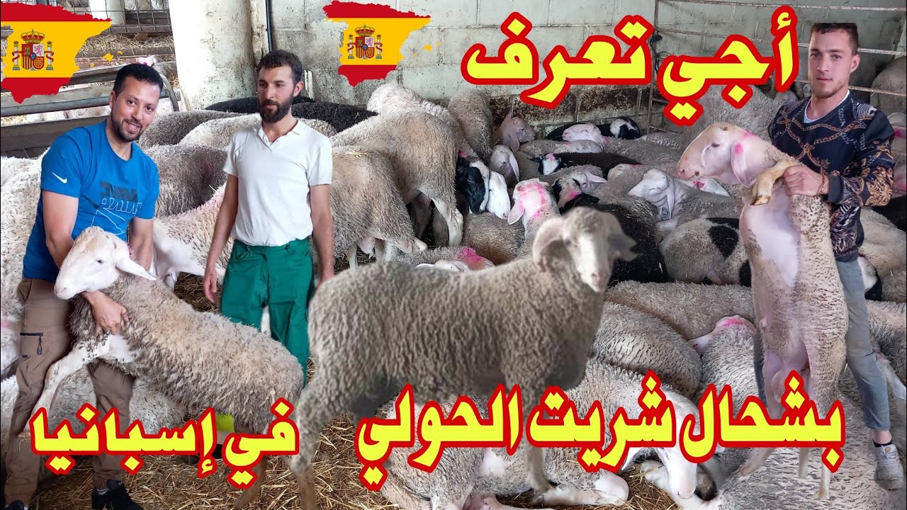 أجي تعرف😱بشحال شريت الحولي في إسبانيا 😯 الخير موجود تبارك الله