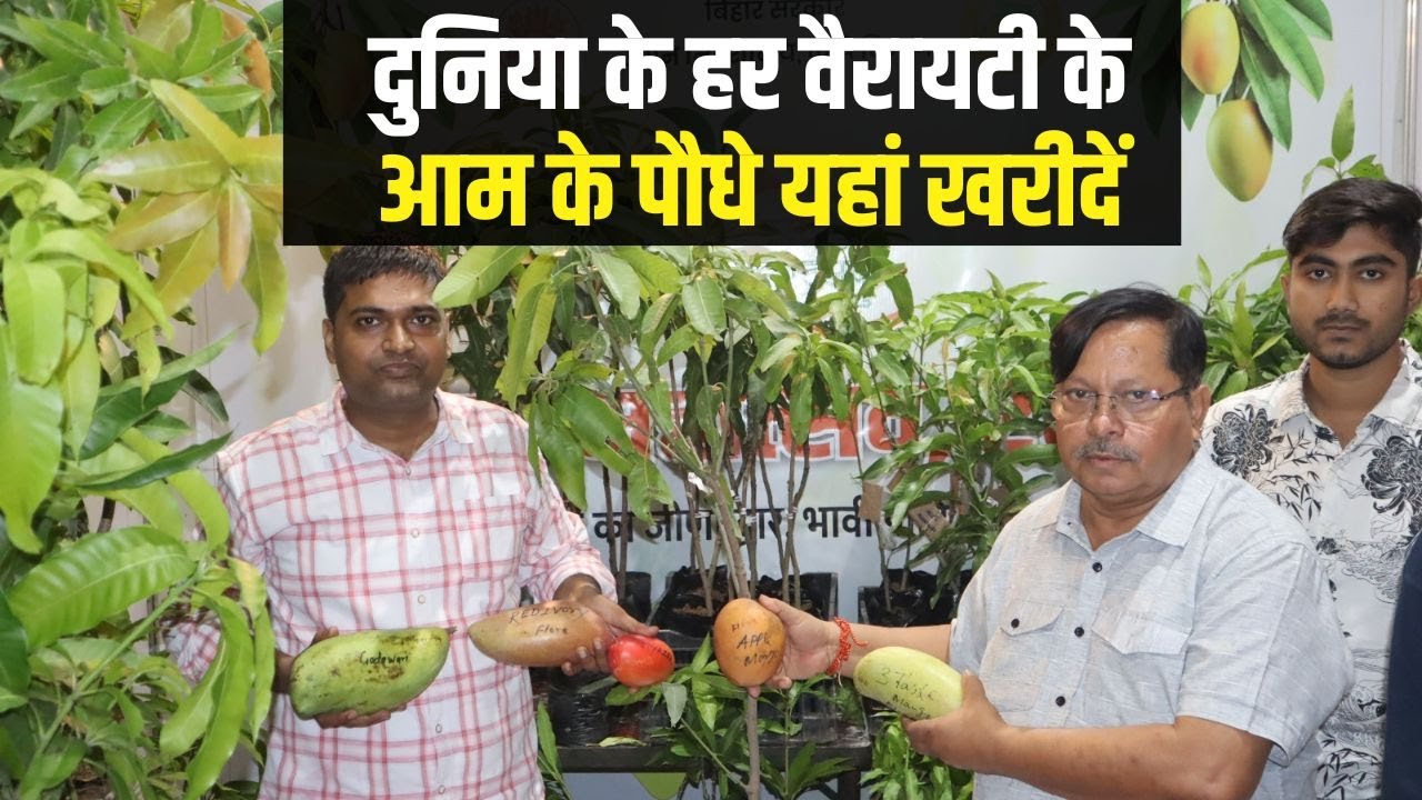 Patna Mango Mahotsav 2025 : आम की कई वैरायटी का छोटा पौधा मिल रहा है, दाम सहित देखिए। Green Side