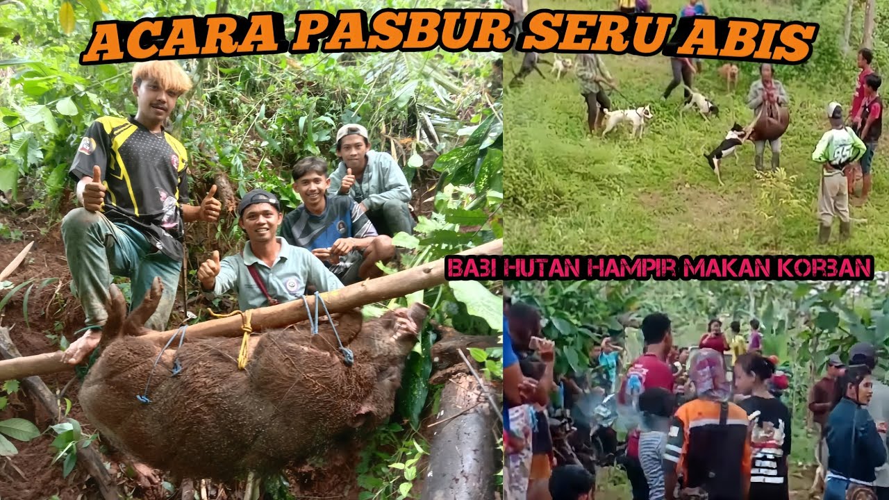 ACARA PASBUR BABI HUTAN BOBO HAMPIR 1 KWINTAL ❗wihhh seru wahu hampir nyerang orang si moncong nyah