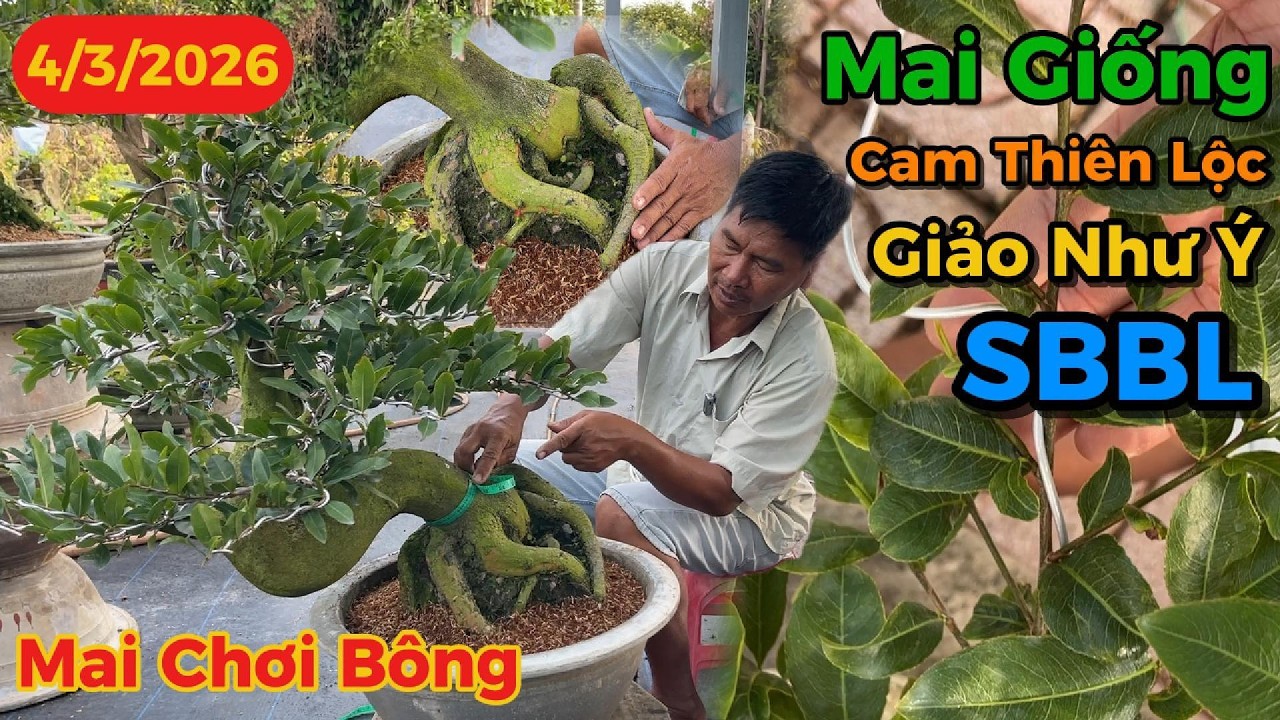 Mai Giống - Mai Chơi Bông Cam Thiên Lộc, Siêu Bông Bình Lợi, Giảo Như Ý