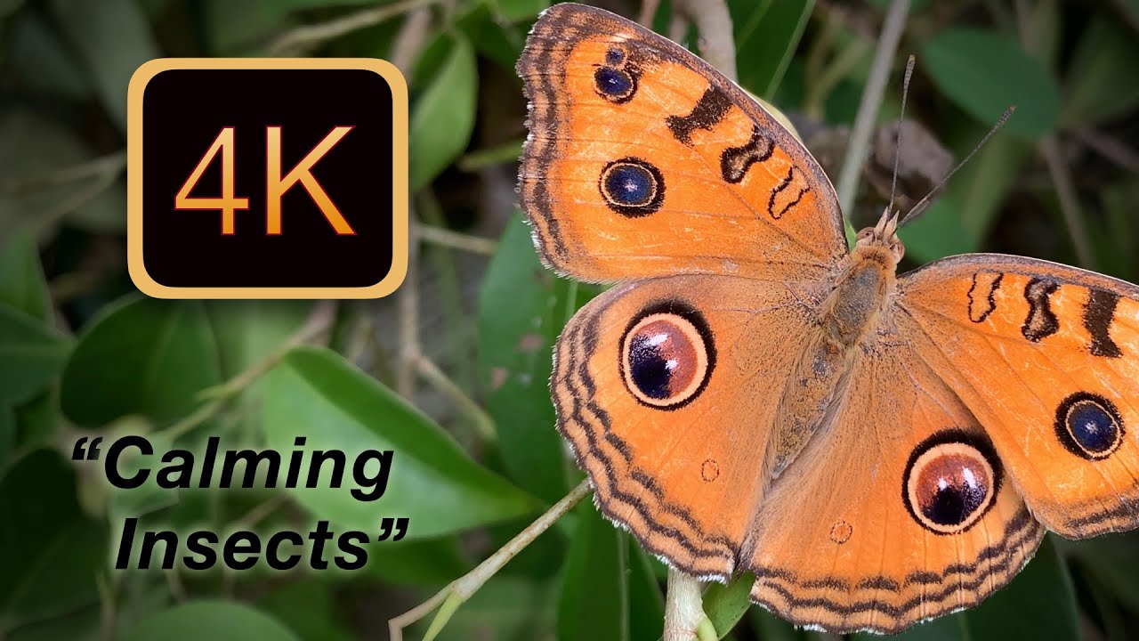 Calming Insects in 4K | 18 Beautiful Macro Moments 🦋 | At Rest