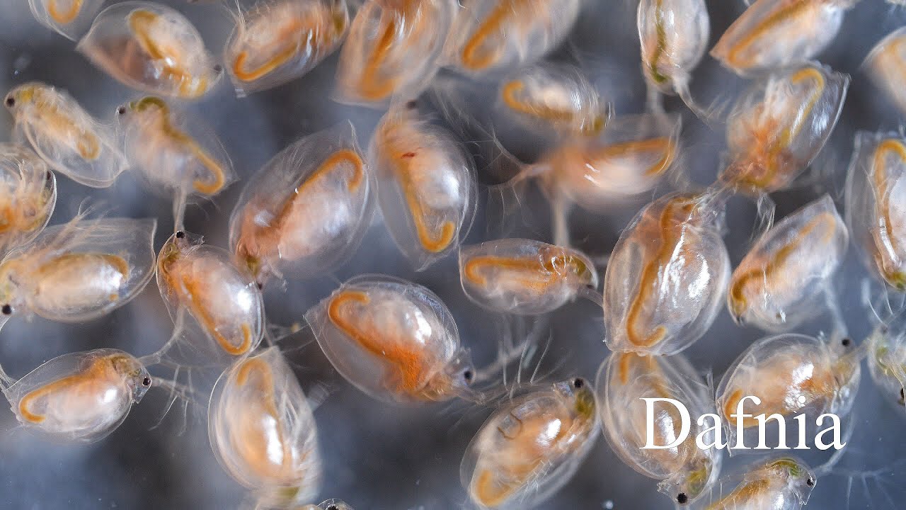 Dafnia; rozwielitka (Daphnia). Daphnia [4K]