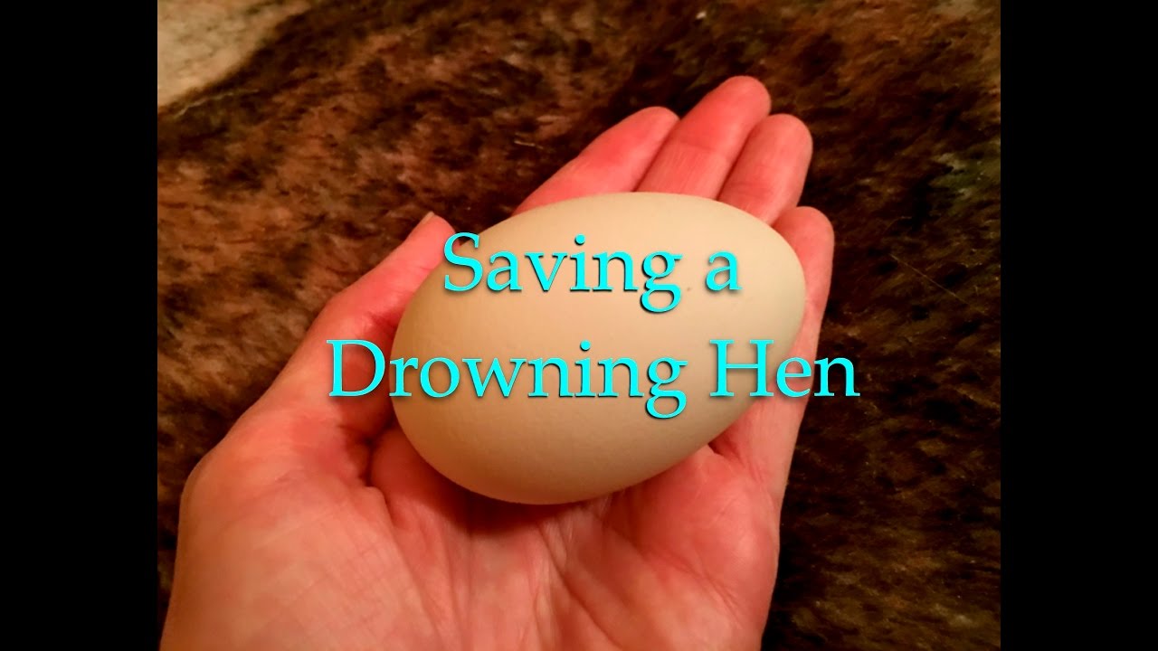 Saving a Drowning Hen~