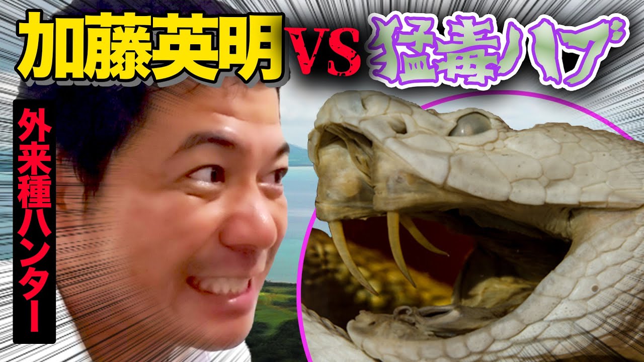 6.【猛毒危険】噛まれたら死ぬかも！石垣島でハンター加藤がハブと戦った！