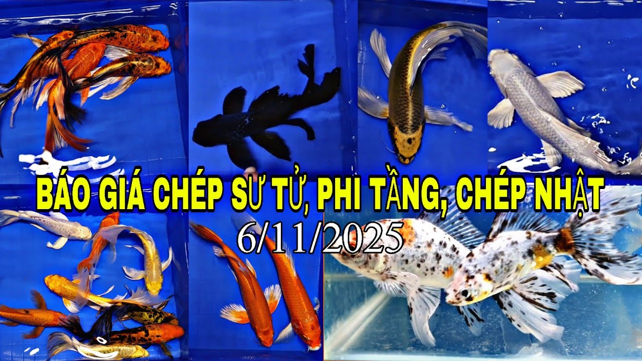 BÁO GIÁ CÁ CHÉP SƯ TỬ, PHI TẦNG, CHÉP NHẬT MỚI NHẤT.