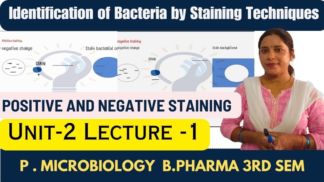Identification of Bacteria Using Staining Techniques | Types of Staining | Simple Staining | B pharm