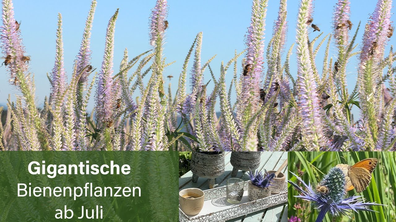 Gigantische Bienenpflanzen ab Juli