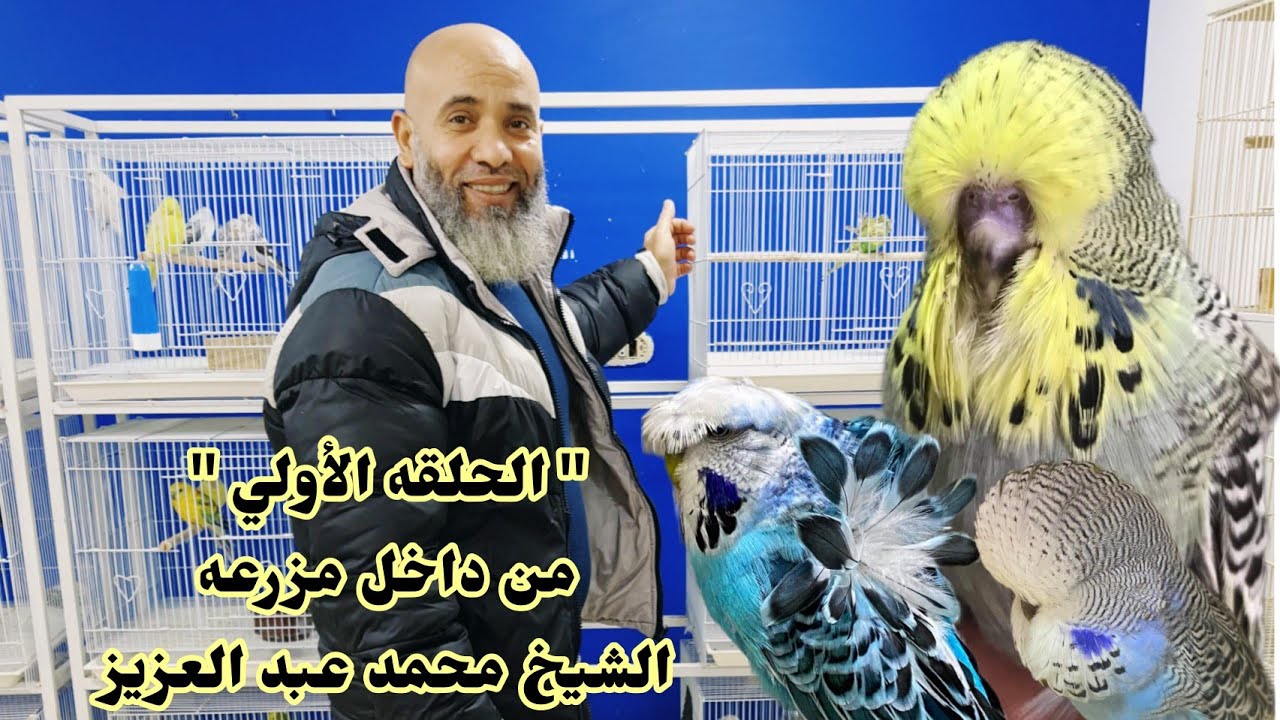 من مزرعه المحكم الدولي أ/ محمد عبد العزيز |هنتعلم تركيبات الأحجام والفلل والأنجلش هوجو لكل الطفرات