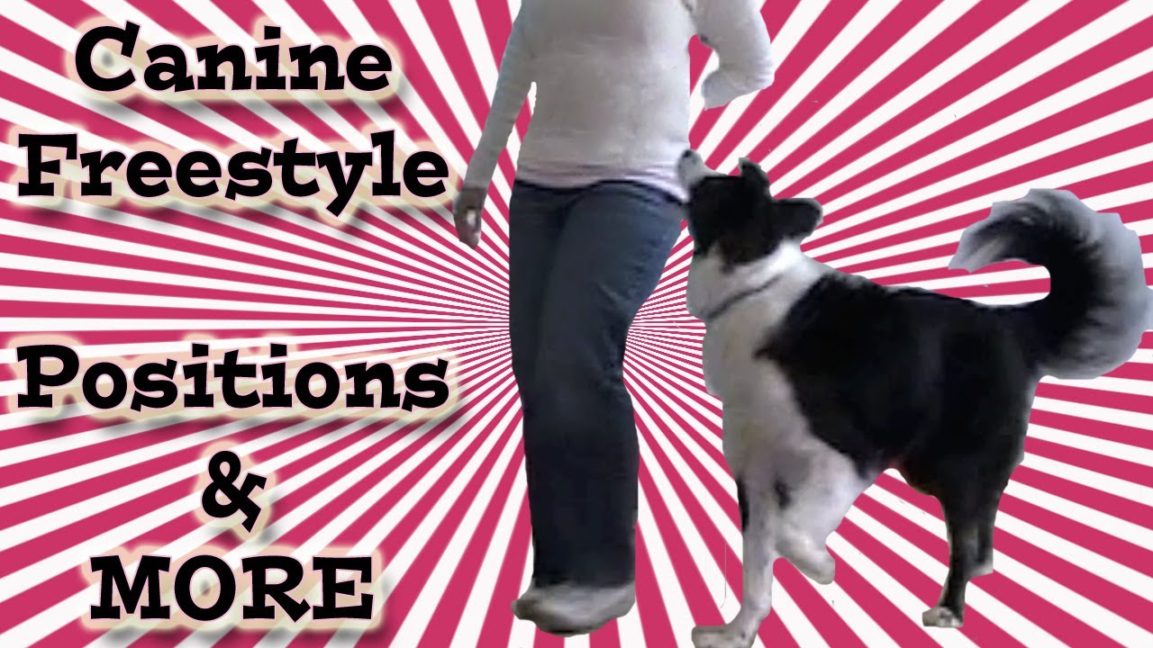 Canine Freestyle & Heel work to music - Clicker Training