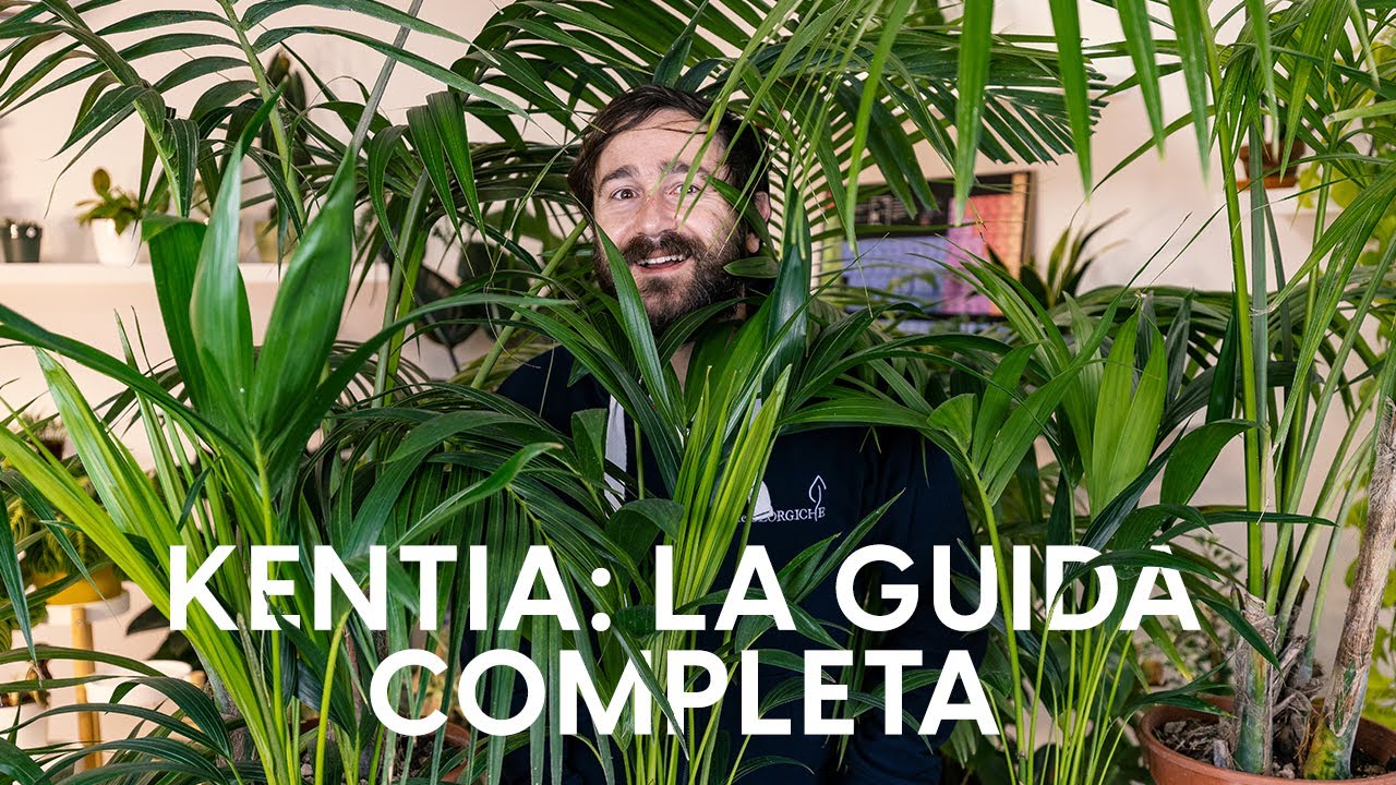 Kentia: cure e problemi