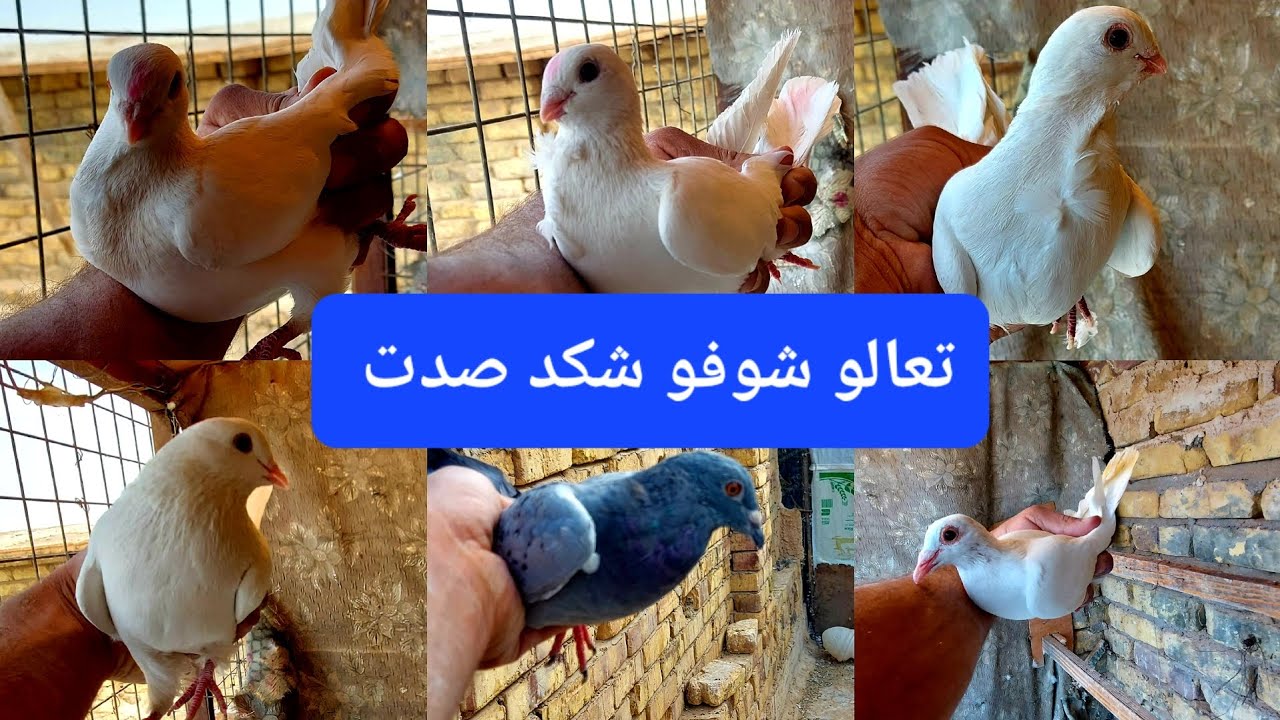 صيد اليوم 6k بيهن 3 ارافل و زاجل ابيض وتار عنبر سرة  وزاجل حسيناوي مشاهده ممتعه