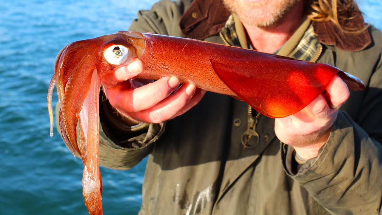 Pêche et préparation de la seiche et du calmar