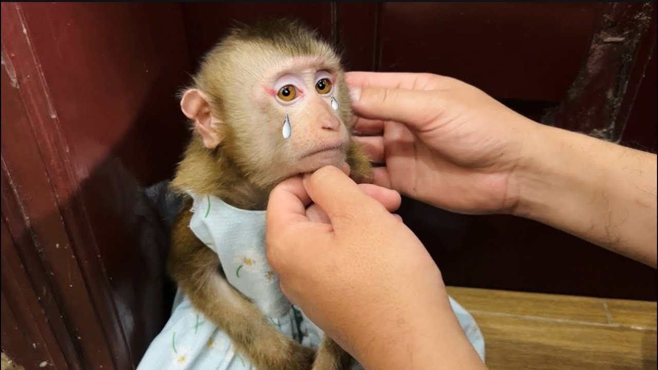 Baby monkey Tina cried sadly because she didn't want to leave Uncle Tuan.