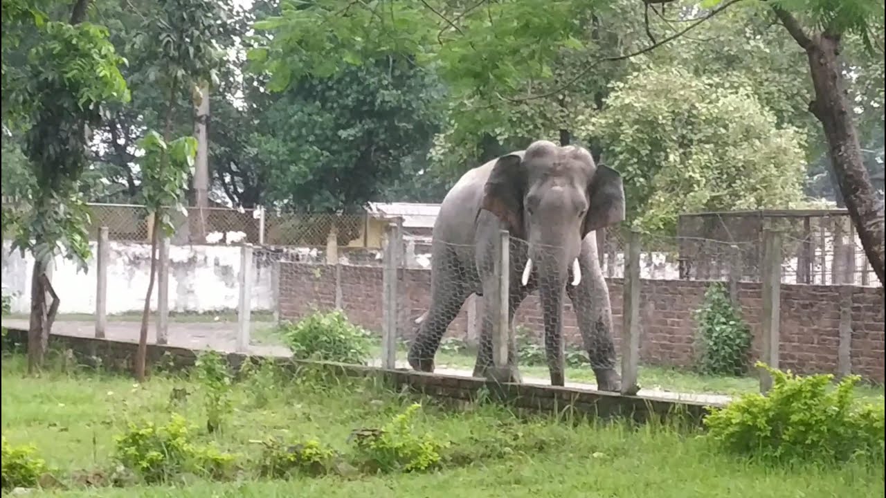 Wild Elephant Encounter || Koshi Tappu Wildlife Reserve || Nepal