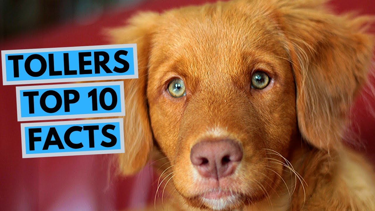 Nova Scotia Duck Tolling Retriever - TOP 10 Interesting Facts