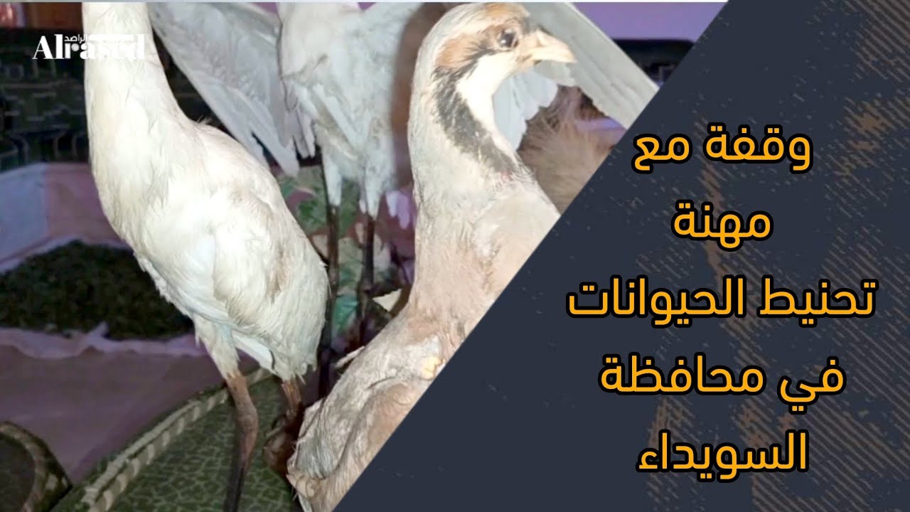 تحنيط الحيوانات/ مراحل العمل وتحدياته