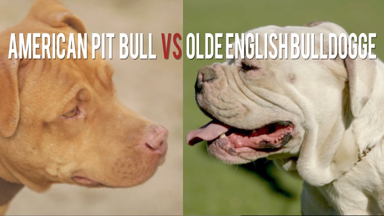 AMERICAN PIT BULL TERRIER vs. OLDE ENGLISH BULLDOGGE THE ORIGINAL AND THE REMIX