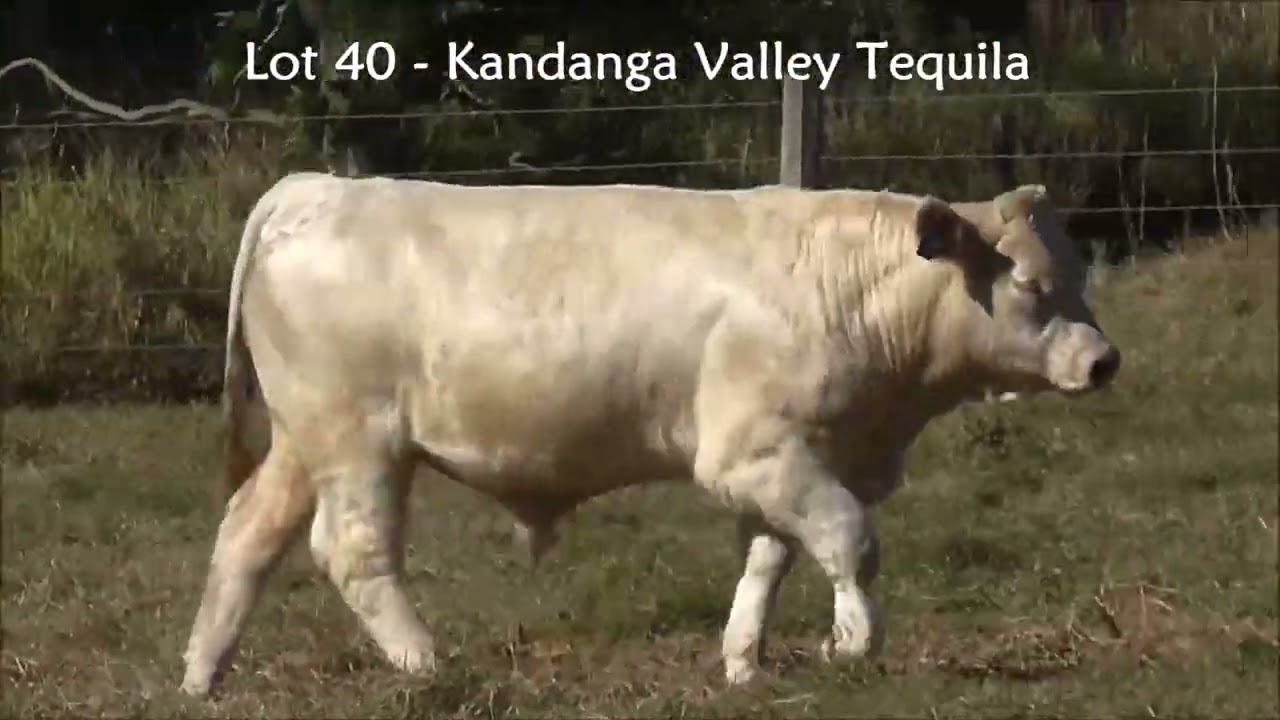 Lot 40 Kandanga Valley Tequila - Charolais - Selling 3rd August 2024