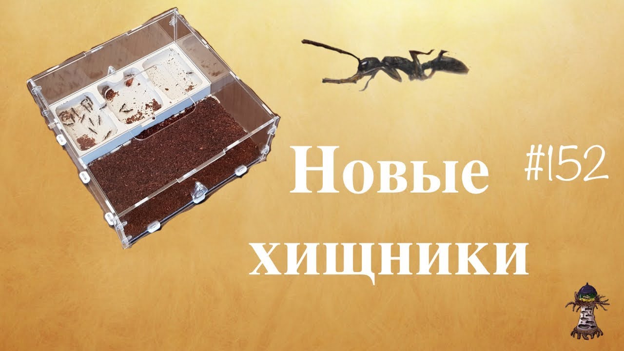 Новые хищники! Обзор формикария для понерин Harpegnathos venator  🐜 КОНКУРС!!!