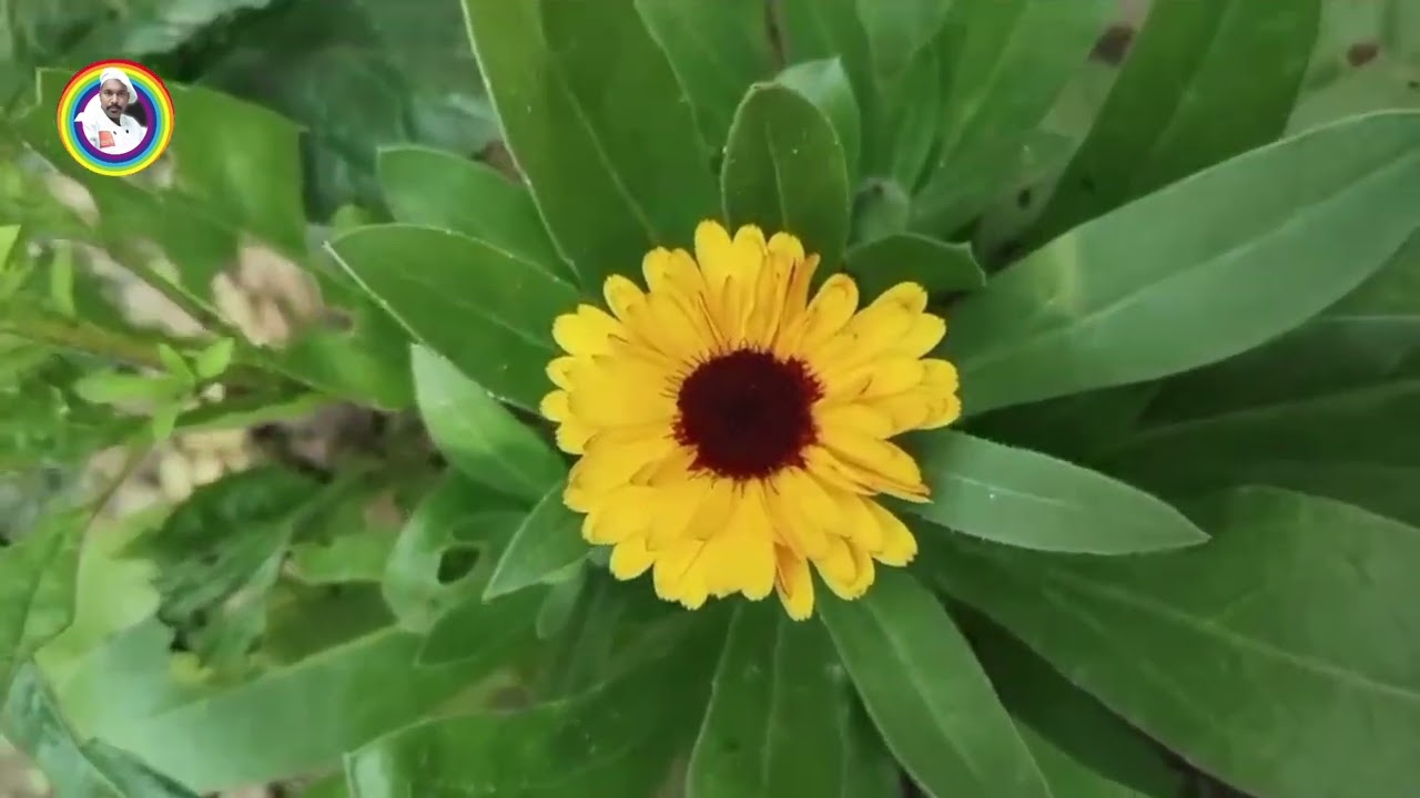 Indian calendula prince flower👌🌼🌻🏵👍