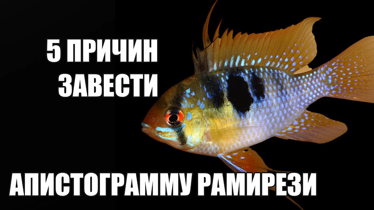5 неожиданных плюсов апистограммы рамирези — красиво, интересно, просто
