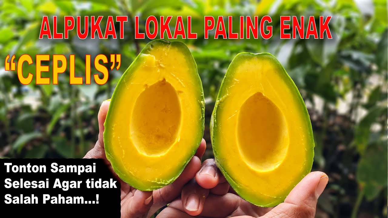 CEPLIS | ALPUKAT LOKAL PALING ENAK