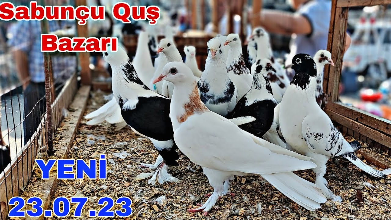 Sabunçu Quş Bazarı 23 iyul 2023
