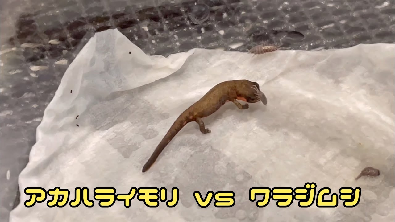 アカハライモリの幼体にワラジムシをあげたらとても激しかった