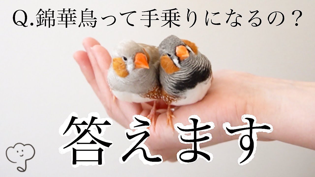 ［キンカチョウ］手乗りにする方法