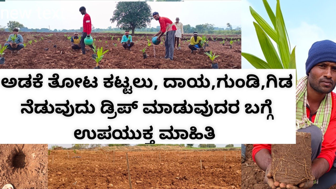 ಅಡಕೆ ತೋಟ ಕಟ್ಟಲು,ದಾಯ,ಗುಂಡಿ,ಗಿಡ ಹಾಕುವುದು,ಡ್ರಿಪ್ ಮಾಡುವುದರ ಉಪಯುಕ್ತ ಮಾಹಿತಿ/arecanut caltivetion