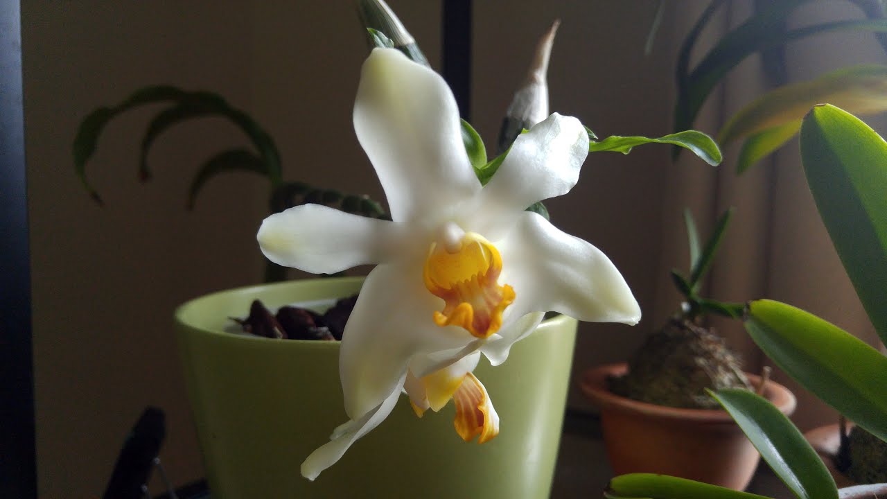 Chysis blooms and February 2022 orchids update